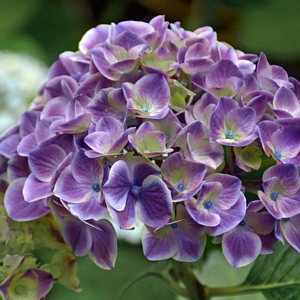 Hydrangea Violet Crown